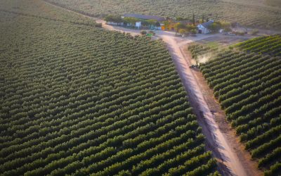 ¿Por qué el Aceite de Oliva Virgen Extra de Jaén es considerado el mejor del mundo?
