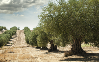 El Olivo en España: Un Viaje Milenario Desde Oriente Próximo